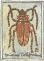 Prionius Californicus 